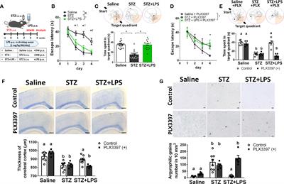 Prevention of Diabetes-Associated Cognitive Dysfunction Through Oral Administration of Lipopolysaccharide Derived From Pantoea agglomerans